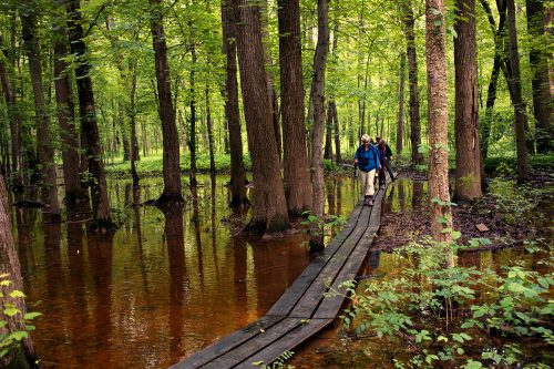 Hikers traverse the swamp via boardwalk at Twin Swamps in Posey County, Indiana
