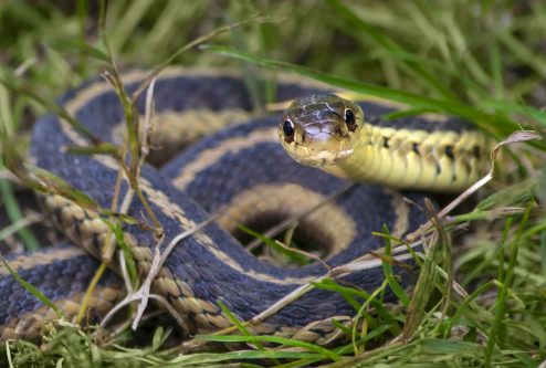 garter snake harmonie state park
